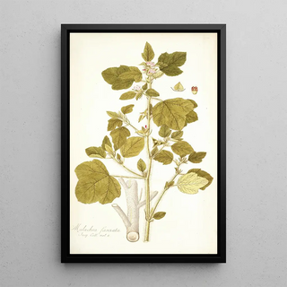 Nikolaus Joseph Freiherr von Jacquin - Malachra fasciata.webp