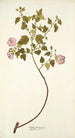 Malva balsamica - Nikolaus Joseph Freiherr von Jacquin — weergave van het kunstwerk