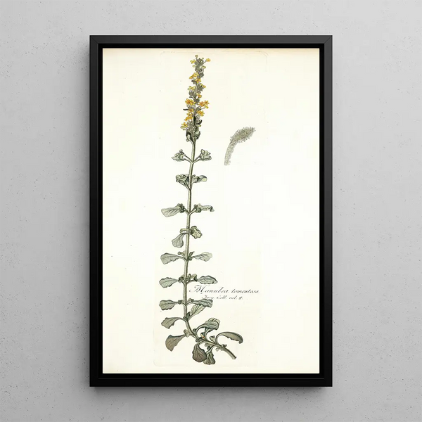 Nikolaus Joseph Freiherr von Jacquin - Manulea tomentosa.webp