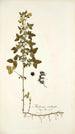 Medicago carstiensis - Nikolaus Joseph Freiherr von Jacquin — weergave van het kunstwerk