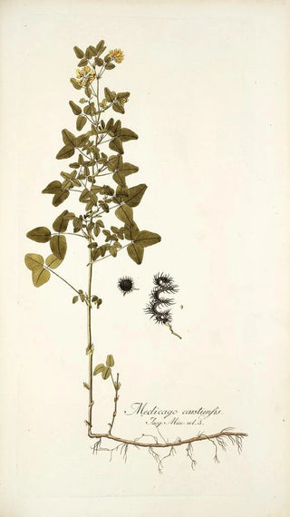 Nikolaus Joseph Freiherr von Jacquin - Medicago carstiensis.webp