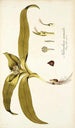 Melanthium eucomoides - Nikolaus Joseph Freiherr von Jacquin — weergave van het kunstwerk