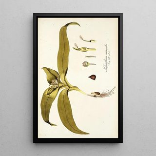 Nikolaus Joseph Freiherr von Jacquin - Melanthium eucomoides.webp