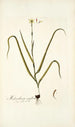Melanthium uniflorum - Nikolaus Joseph Freiherr von Jacquin — weergave van het kunstwerk
