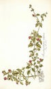 Mesembryanthemum cordifolium - Nikolaus Joseph Freiherr von Jacquin — weergave van het kunstwerk