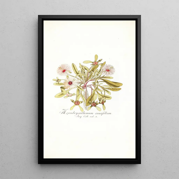 Nikolaus Joseph Freiherr von Jacquin - Mesembryanthemum cuneifolium.webp