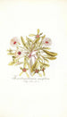 Mesembryanthemum cuneifolium - Nikolaus Joseph Freiherr von Jacquin — weergave van het kunstwerk