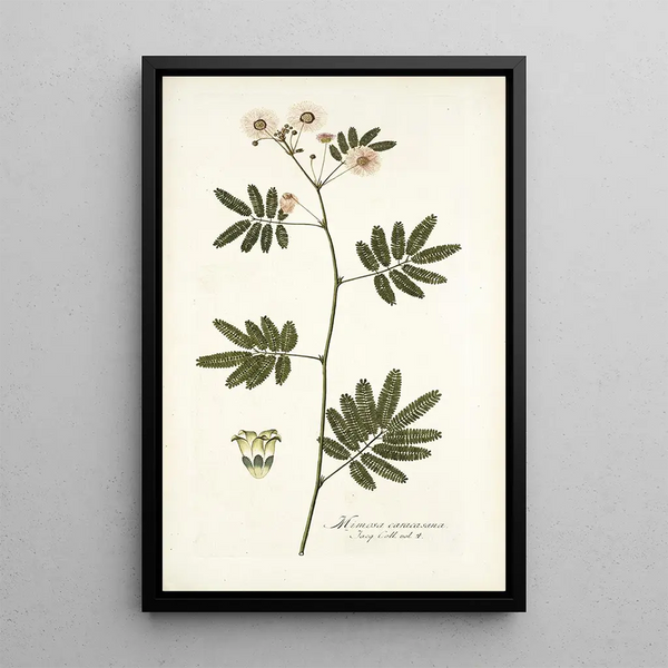 Nikolaus Joseph Freiherr von Jacquin - Mimosa caracasana.webp