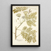 Mimosa speciosa - Nikolaus Joseph Freiherr von Jacquin — ingelijst kunstwerk aan de muur