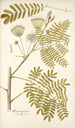 Mimosa speciosa - Nikolaus Joseph Freiherr von Jacquin — weergave van het kunstwerk