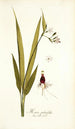 Moraea palmifolia - Nikolaus Joseph Freiherr von Jacquin — weergave van het kunstwerk