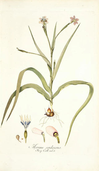 Nikolaus Joseph Freiherr von Jacquin - Moraea sordescens.webp