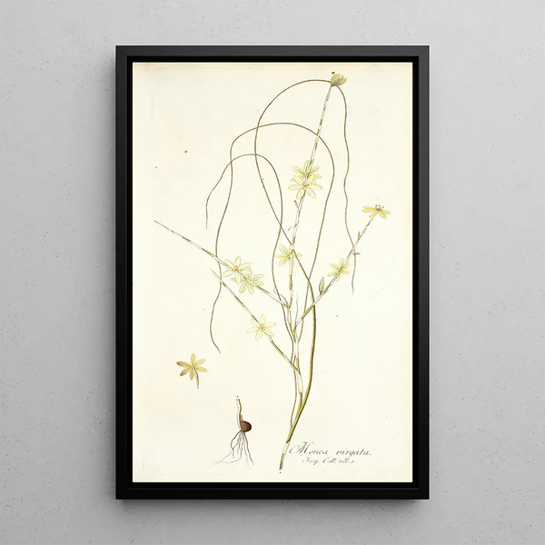Nikolaus Joseph Freiherr von Jacquin - Moraea virgata.webp