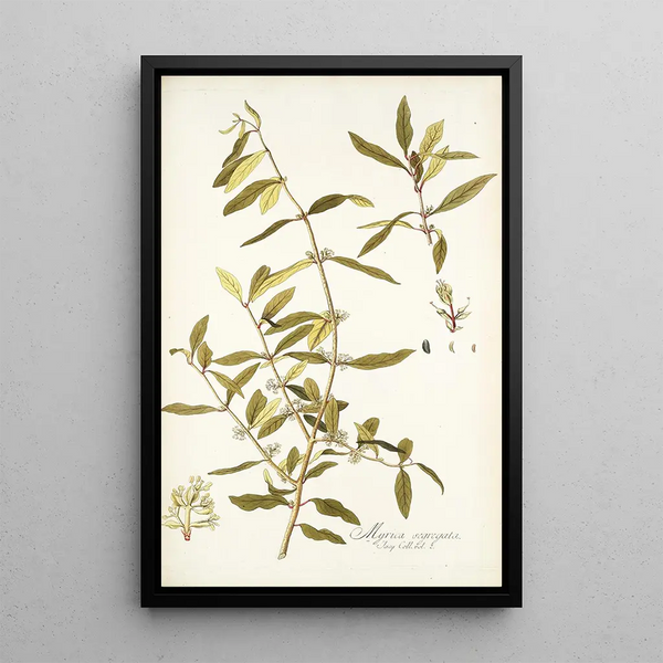 Nikolaus Joseph Freiherr von Jacquin - Myrica segregata.webp