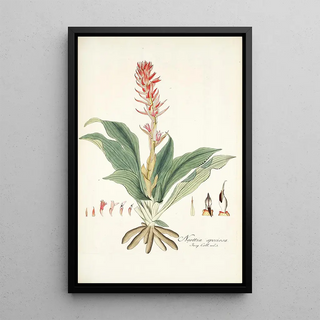 Nikolaus Joseph Freiherr von Jacquin - Neottia speciosa.webp