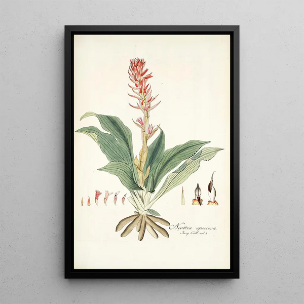 Nikolaus Joseph Freiherr von Jacquin - Neottia speciosa.webp