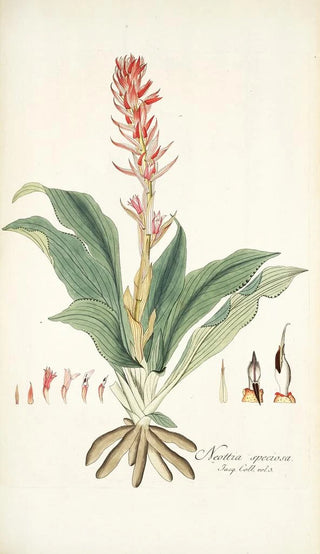 Nikolaus Joseph Freiherr von Jacquin - Neottia speciosa.webp