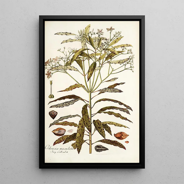 Nikolaus Joseph Freiherr von Jacquin - Ochrosia maculata.webp