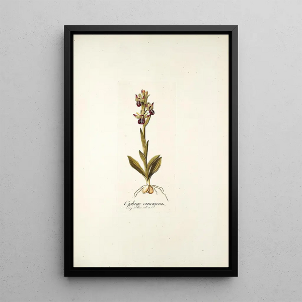 Nikolaus Joseph Freiherr von Jacquin - Ophrys crucigera.webp