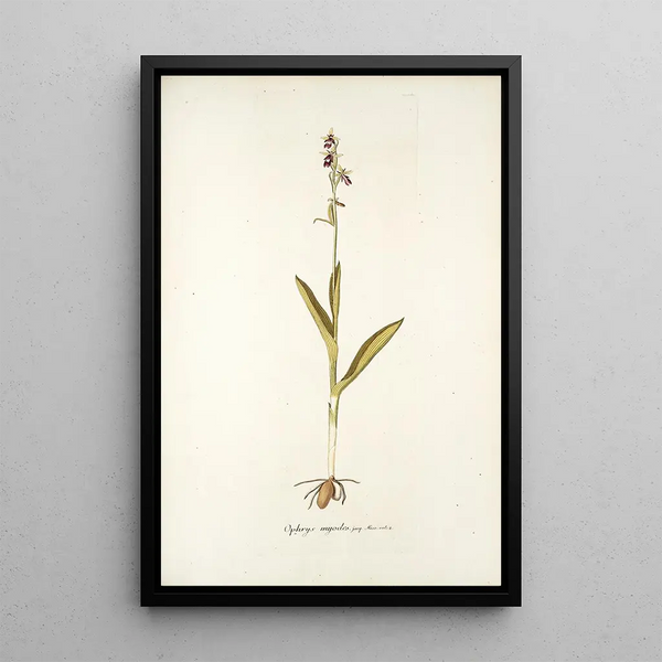 Nikolaus Joseph Freiherr von Jacquin - Ophrys myodes.webp