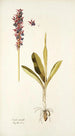 Orchis mascula - Nikolaus Joseph Freiherr von Jacquin — weergave van het kunstwerk