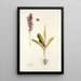 Orchis mascula - Nikolaus Joseph Freiherr von Jacquin — ingelijst kunstwerk aan de muur