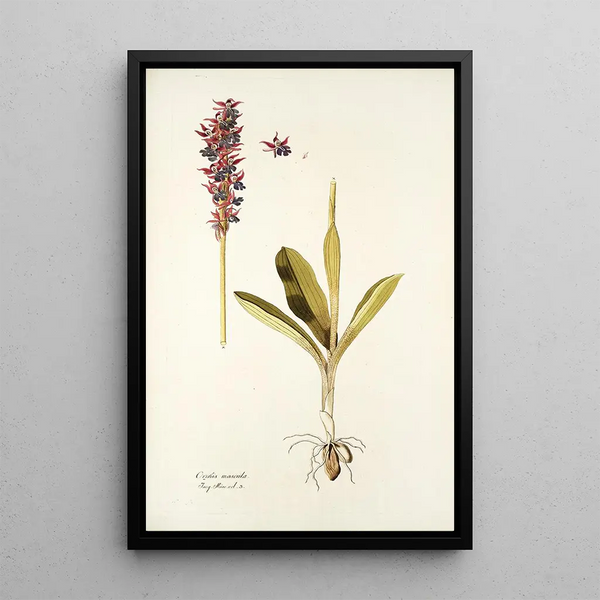 Nikolaus Joseph Freiherr von Jacquin - Orchis mascula.webp