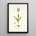 Orchis militaris - Nikolaus Joseph Freiherr von Jacquin — ingelijst kunstwerk aan de muur