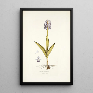 Nikolaus Joseph Freiherr von Jacquin - Orchis militaris.webp