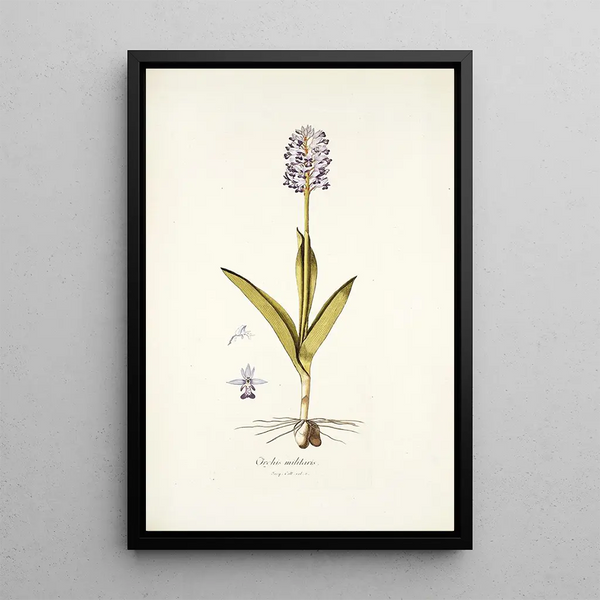 Nikolaus Joseph Freiherr von Jacquin - Orchis militaris.webp