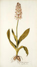 Orchis moravica - Nikolaus Joseph Freiherr von Jacquin — weergave van het kunstwerk
