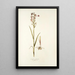 Orchis palustris - Nikolaus Joseph Freiherr von Jacquin — ingelijst kunstwerk aan de muur