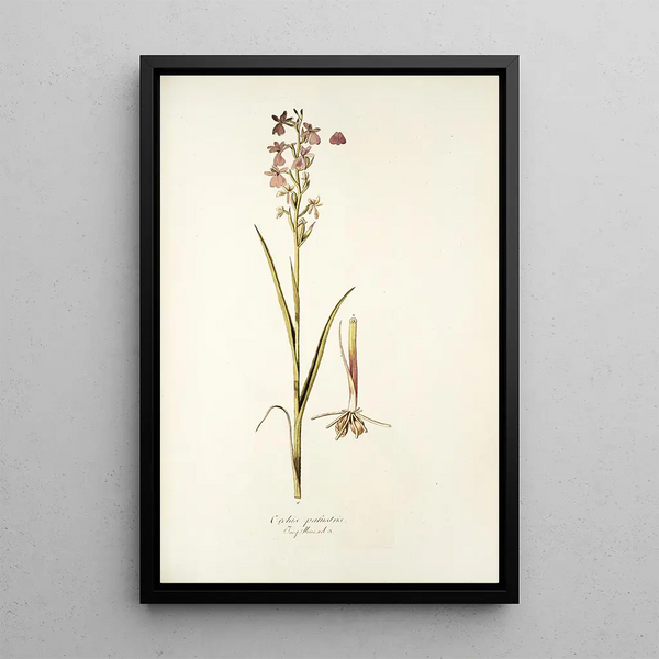 Nikolaus Joseph Freiherr von Jacquin - Orchis palustris.webp