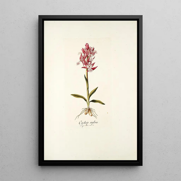 Nikolaus Joseph Freiherr von Jacquin - Orchis rubra.webp