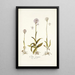 Orchis variegata - Nikolaus Joseph Freiherr von Jacquin — ingelijst kunstwerk aan de muur