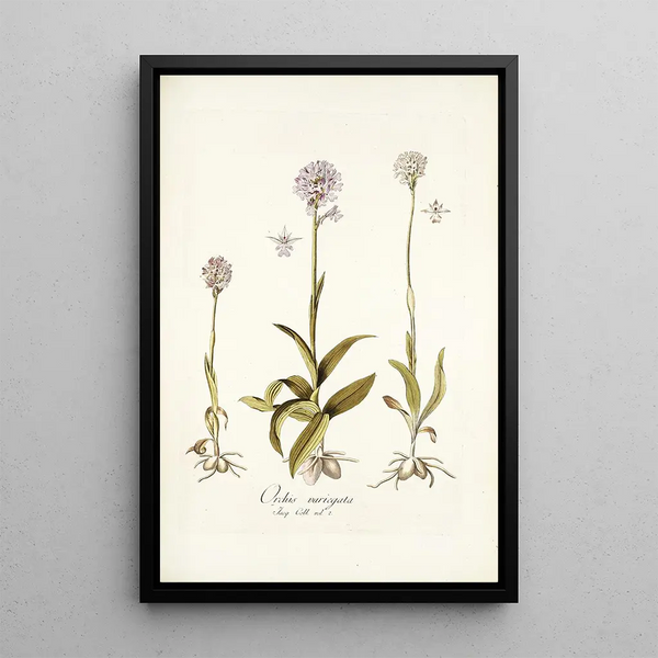 Nikolaus Joseph Freiherr von Jacquin - Orchis variegata.webp