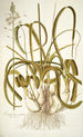 Ornithogalum caudatum - Nikolaus Joseph Freiherr von Jacquin — weergave van het kunstwerk
