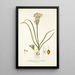 Ornithogalum coarctatum - Nikolaus Joseph Freiherr von Jacquin — ingelijst kunstwerk aan de muur