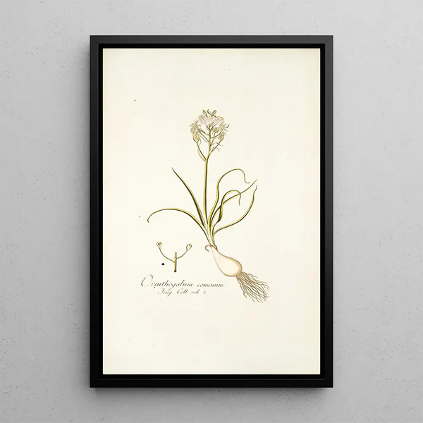 Nikolaus Joseph Freiherr von Jacquin - Ornithogalum comosum.webp