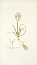 Ornithogalum comosum - Nikolaus Joseph Freiherr von Jacquin — weergave van het kunstwerk