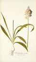 Ornithogalum conicum - Nikolaus Joseph Freiherr von Jacquin — weergave van het kunstwerk