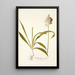 Ornithogalum conicum - Nikolaus Joseph Freiherr von Jacquin — ingelijst kunstwerk aan de muur