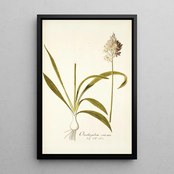 Nikolaus Joseph Freiherr von Jacquin - Ornithogalum conicum.webp