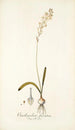 Ornithogalum fuscatum - Nikolaus Joseph Freiherr von Jacquin — weergave van het kunstwerk