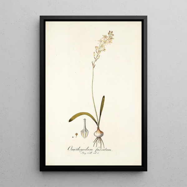 Nikolaus Joseph Freiherr von Jacquin - Ornithogalum fuscatum.webp