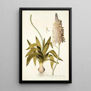 Nikolaus Joseph Freiherr von Jacquin - Ornithogalum lacteum.webp