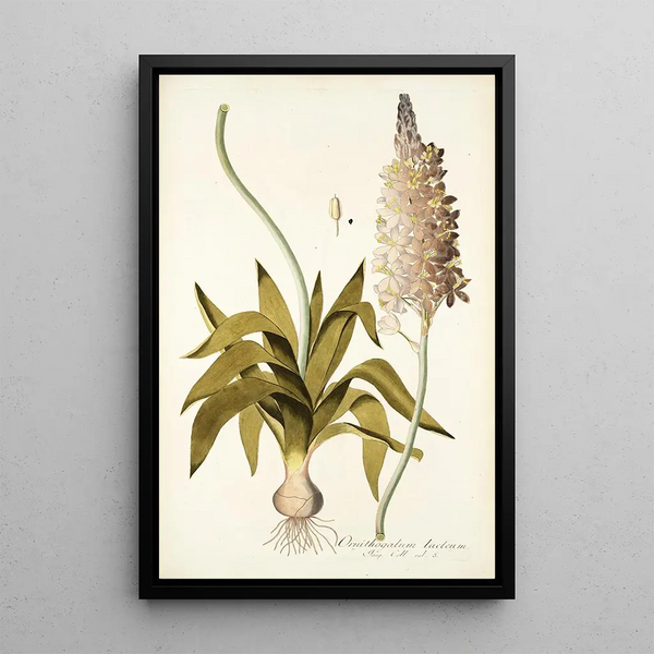 Nikolaus Joseph Freiherr von Jacquin - Ornithogalum lacteum.webp