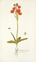 Ornithogalum miniatum - Nikolaus Joseph Freiherr von Jacquin | Reproduction — weergave van het kunstwerk