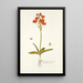 Ornithogalum miniatum - Nikolaus Joseph Freiherr von Jacquin | Reproduction — ingelijst kunstwerk aan de muur