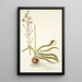 Ornithogalum odoratum - Nikolaus Joseph Freiherr von Jacquin — ingelijst kunstwerk aan de muur